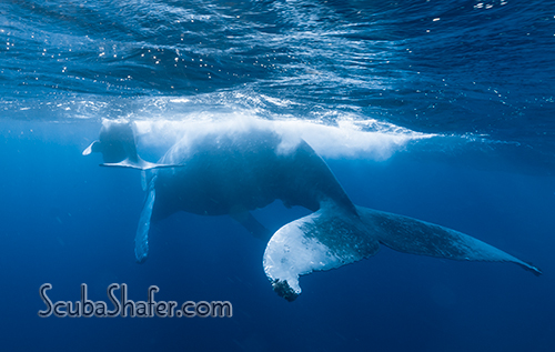humpback whale socorro