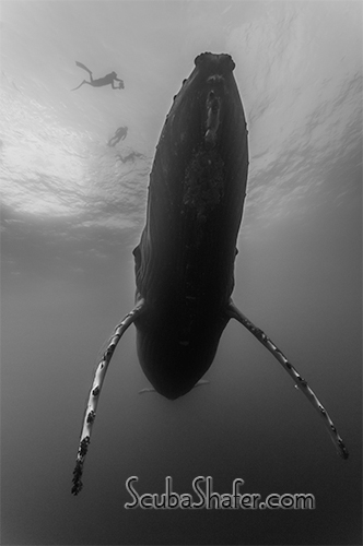 humpback whale socorro