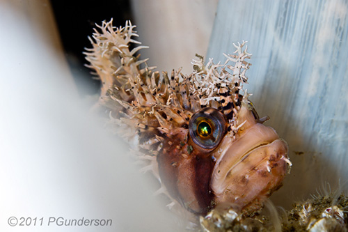 Decorated Warbonnet