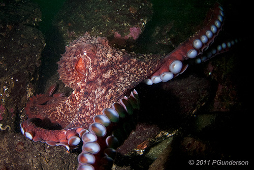 Giant Pacific Octopus