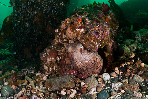Giant Pacific Octopus