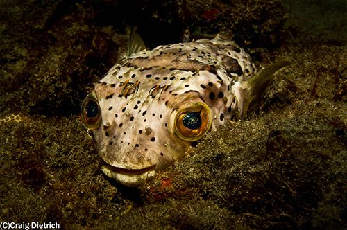 porcupine pufferfish