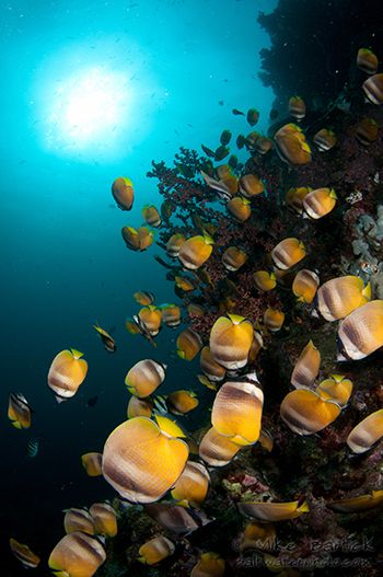 Butterflyfish Lembeh