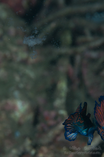 mandarin fish spawning