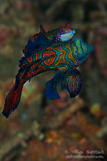 mandarin fish mating