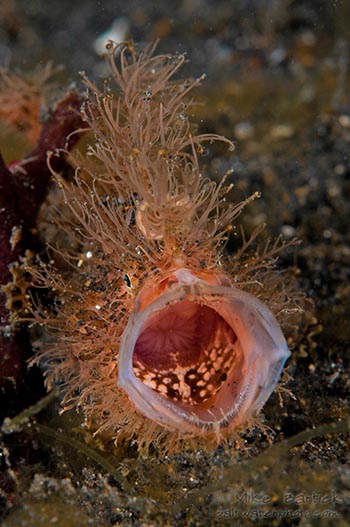 Hairy Frogfish Yawn