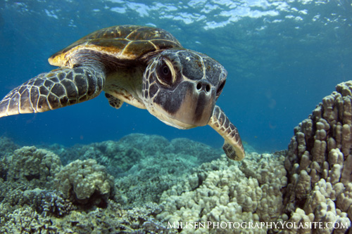 sea turtle