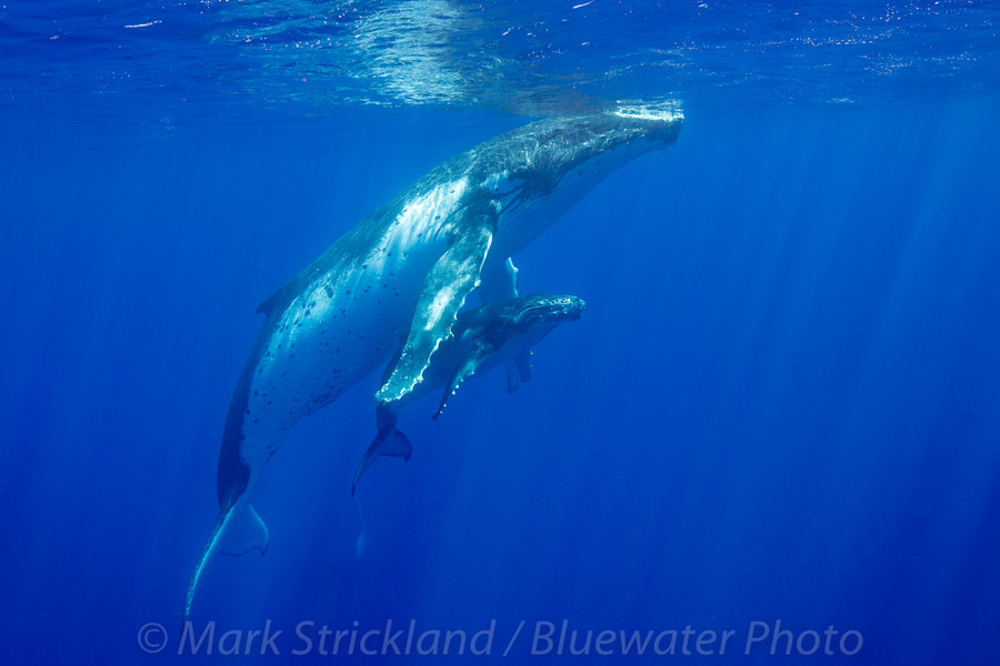 Moorea Trip Report 2019 Moorea Trip Report 2019