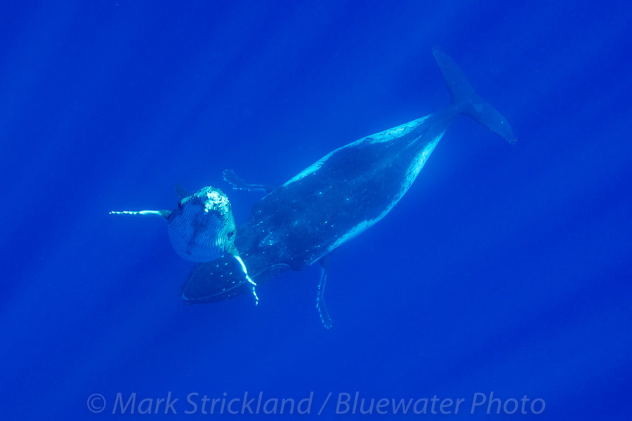 Moorea Trip Report 2019 Moorea Trip Report 2019