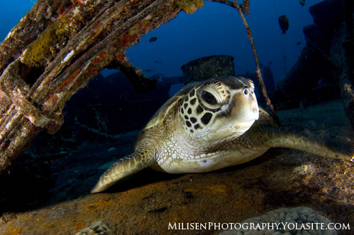 hawaii sea turtle