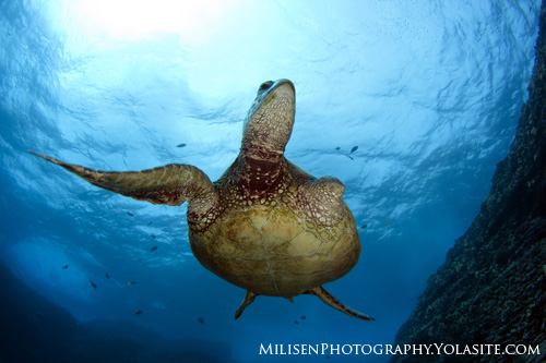 sea turtle