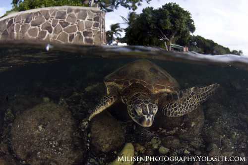 sea turtle split shot