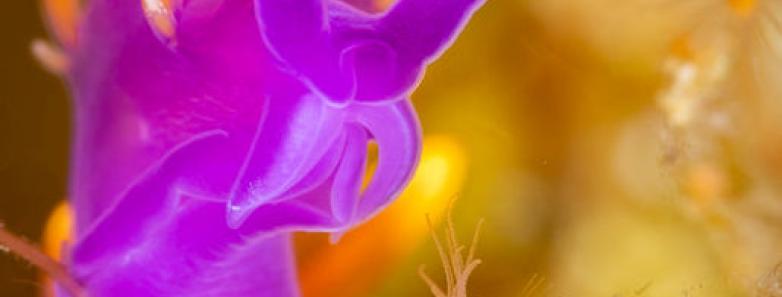 Sea of Cortez Sea of Cortez