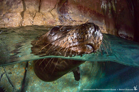 This sea lion looks doesn't suffer from loss of detail below the water line due to a high f-stop and proper angle of view.