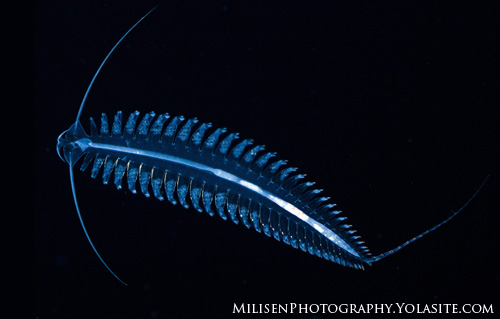 polychaete