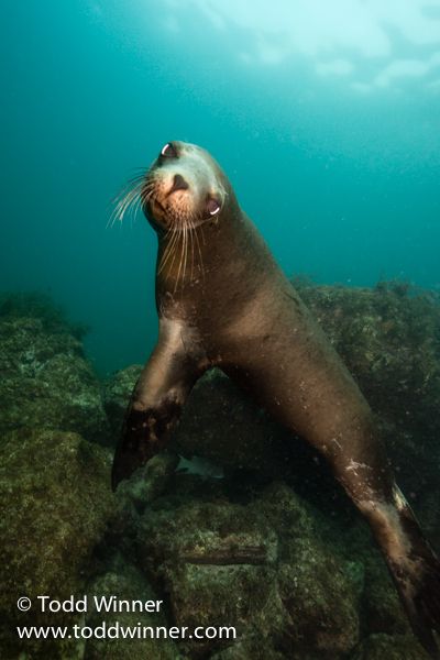 Sea Lion