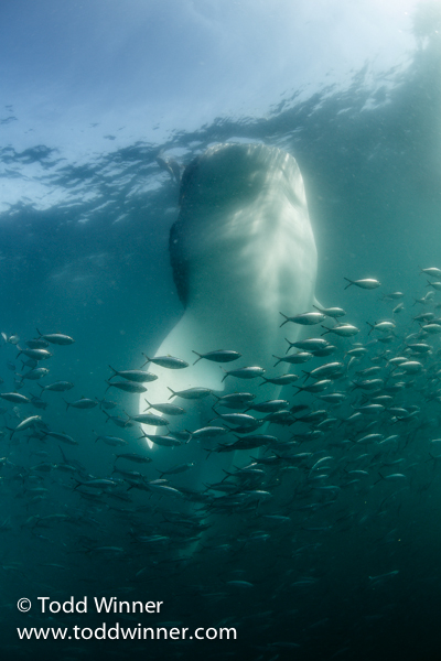 whale shark