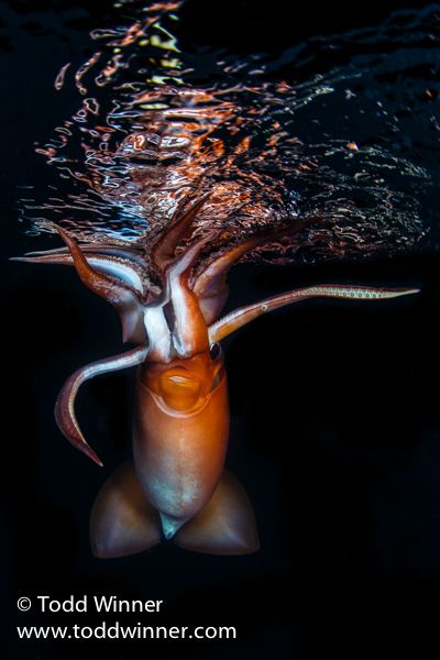 humboldt squid