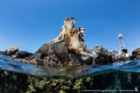 Sea lions pose for a drip-free portrait near La Paz, Mexico.