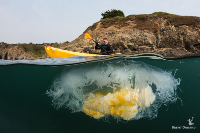 A large dome port helps split the water for this shot of a kayaker passing a jellyfish in Northern California.