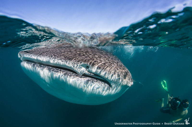 The lack of topside subject is not ideal for shooting a traditional split-shot, however other elements can be used to maintain a high level of interest in the photo.