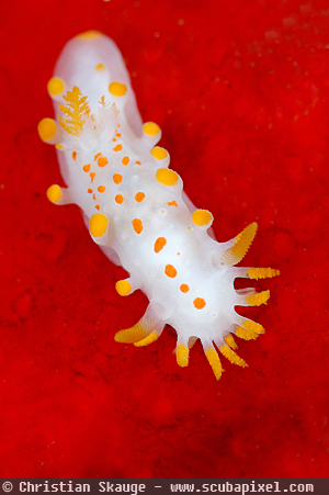 nudibranch