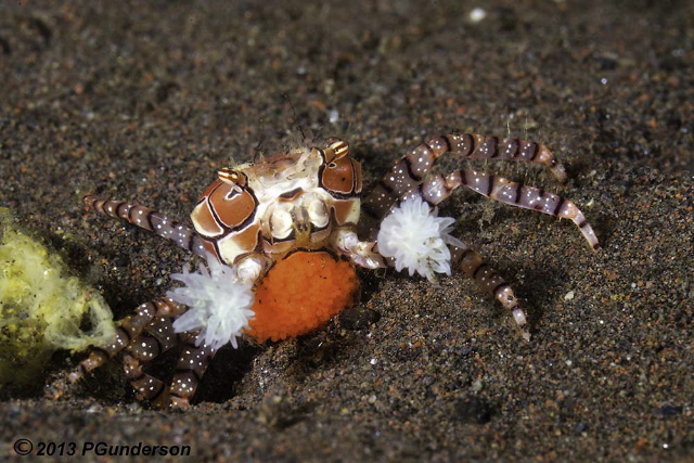 boxer crab