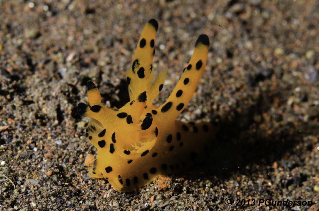nudibranch