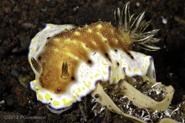 nudibranch