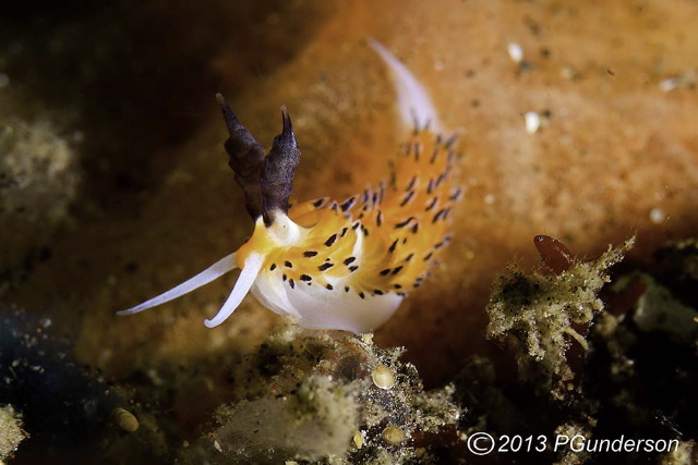nudibranch