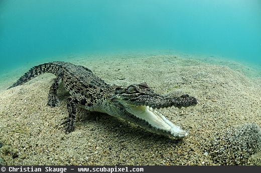crocodile