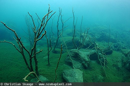 flooded forest underwater