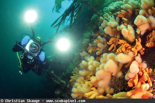 underwater photographer