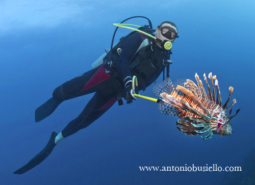 Lionfish Caribbean