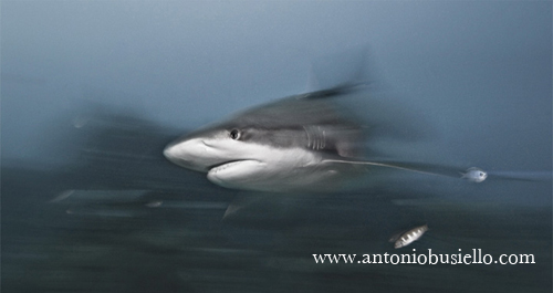Shark eating Lionfish