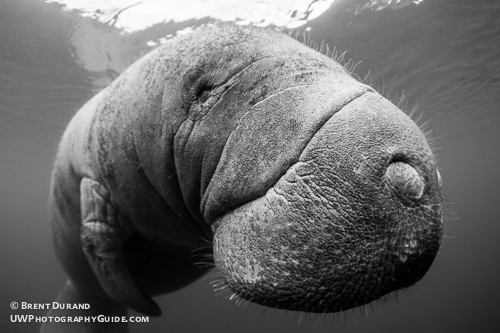 Manatee in Crystal River