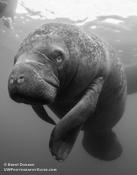 Manatee in Crystal River