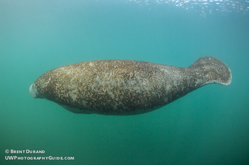 Manatee in Crystal River