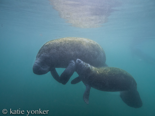 Manatee in Crystal River