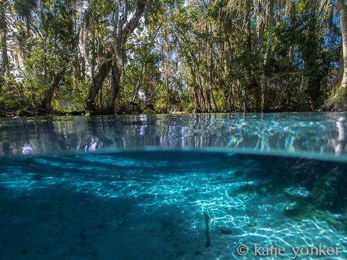 Manatee in Crystal River