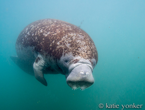 Manatee in Crystal River