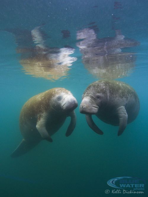 Manatee in Crystal River