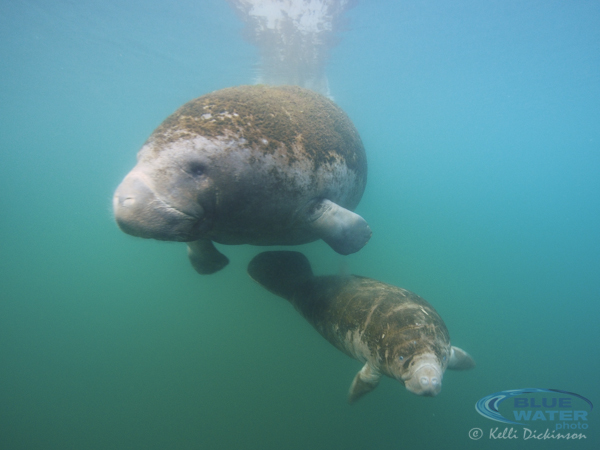 Manatee in Crystal River