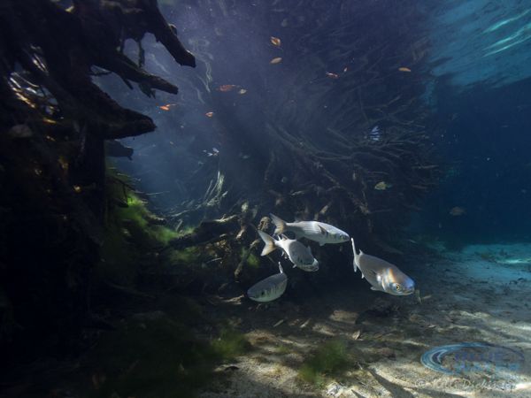 Three Sisters Spring