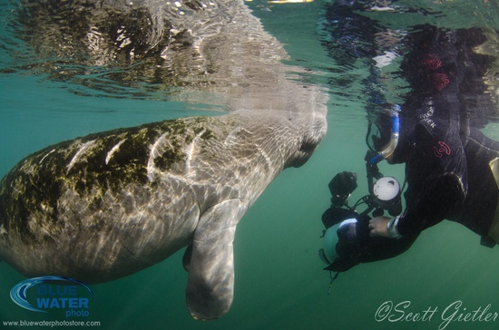 Manatee in Crystal River