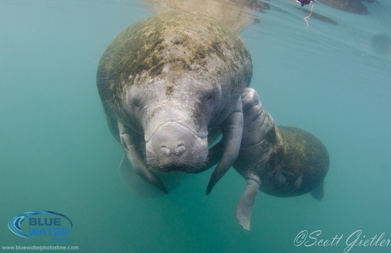 Manatee in Crystal River