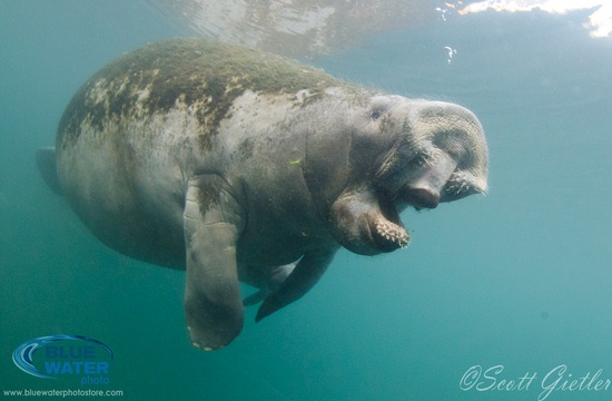 Manatee in Crystal River
