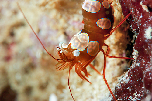 Nauticam Macro Converter