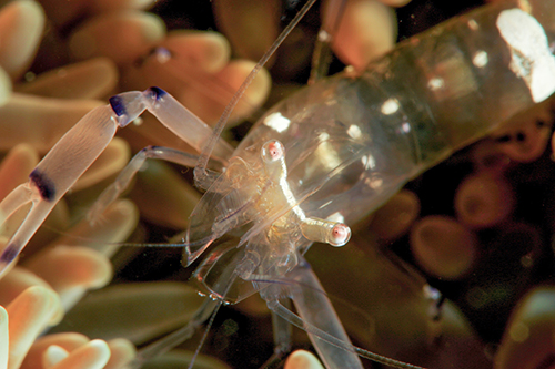 Nauticam Macro Converter