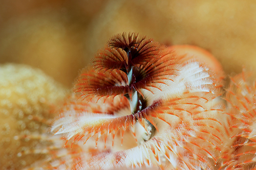 Nauticam Macro Converter